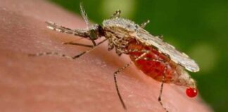 Malária | Foto Internet