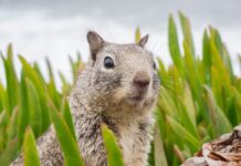 Esquilo com peste bubônica | Foto: Internet