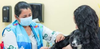 Semsa Campanha de Vacinação Antirrábica Animal Prefeitura de Manaus