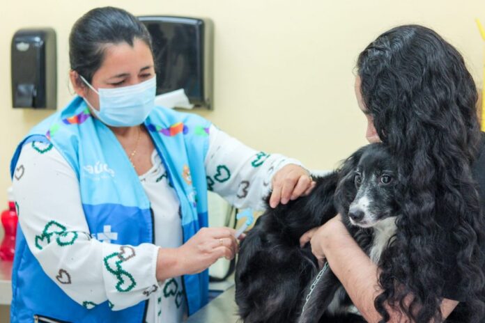 Semsa Campanha de Vacinação Antirrábica Animal Prefeitura de Manaus