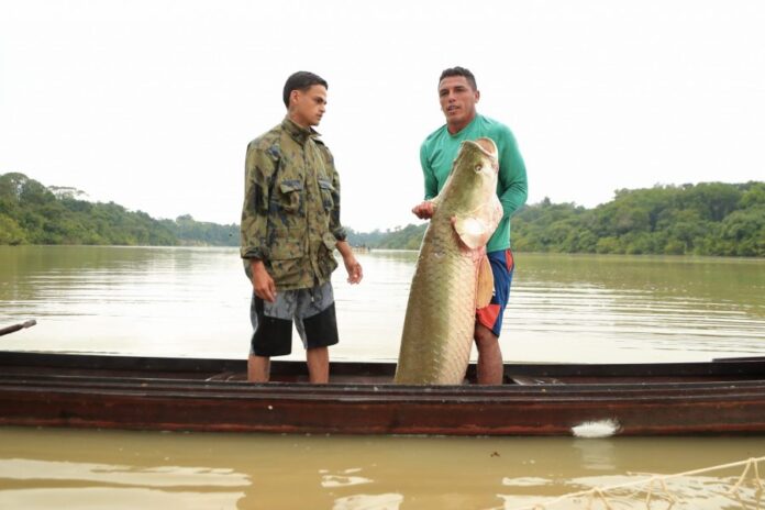 SEMA Governo do Amazonas Pirarucu Amazonas