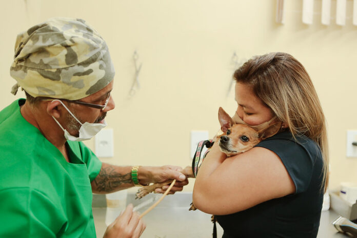 vacina cães e gatos