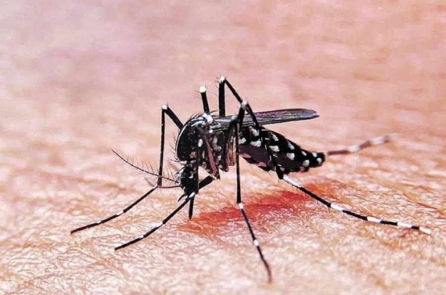 Aedes aegypti Infectologista dengue