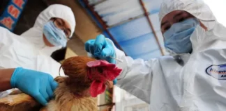 Gripe aviária H3N8 China