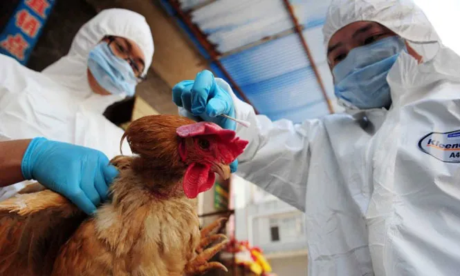 Gripe aviária H3N8 China
