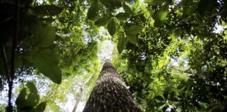 árvore grande, mato, biodiversidade amazonica