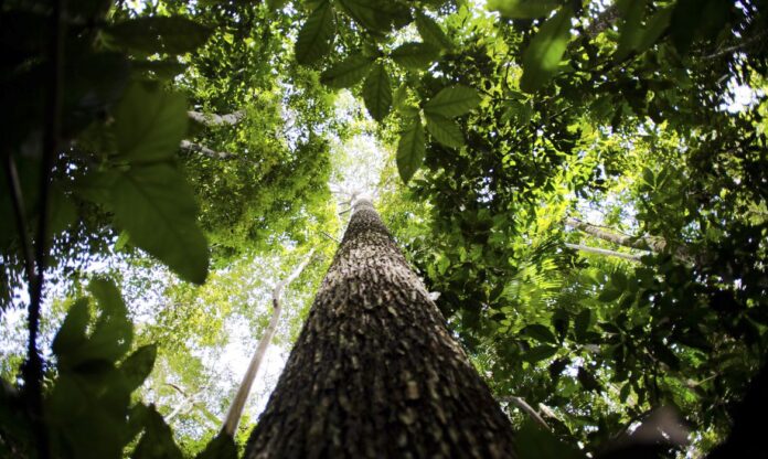 árvore grande, mato, biodiversidade amazonica